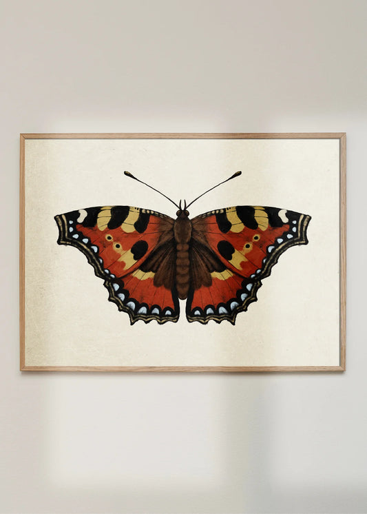 Maladroit - Nældens Takvinge Sommerfugl A4 str.