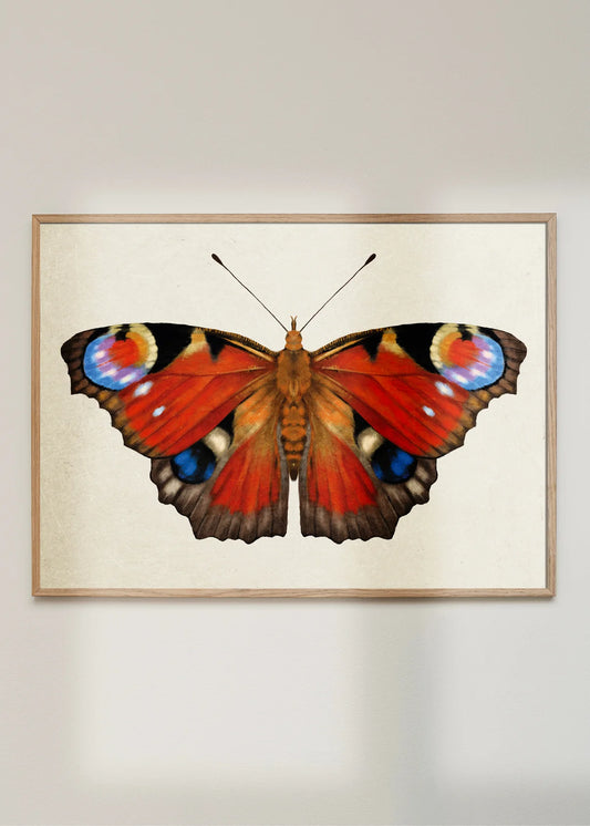 Maladroit - Dagpåfugleøje Sommerfugl A4 str.