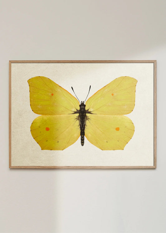 Maladroit - Citronsommerfugl A4 str.