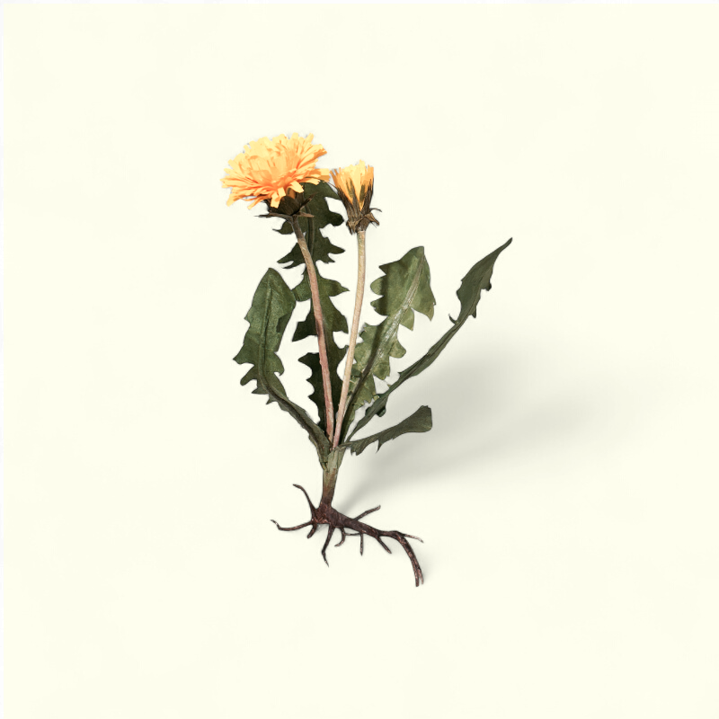 Bluelou Studio - Mælkebøtte med rod