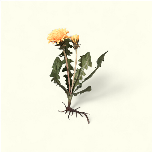 Bluelou Studio - Mælkebøtte med rod