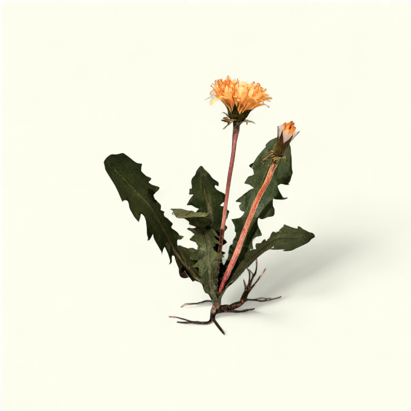 Bluelou Studio - Mælkebøtte med rod