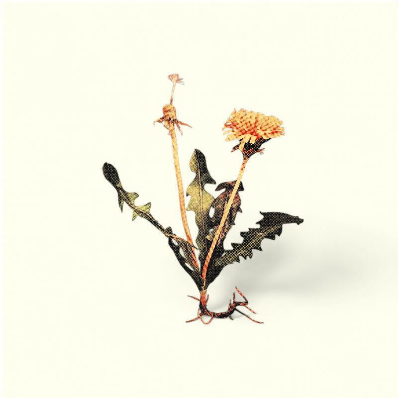 Bluelou Studio - Mælkebøtte med rod