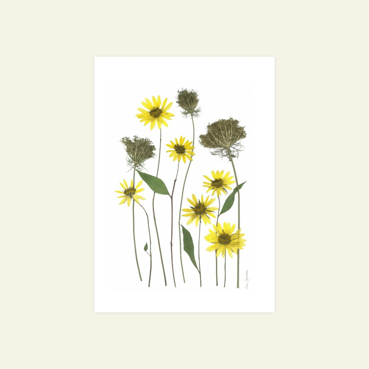Blomsterpresseriet - Gul som solen