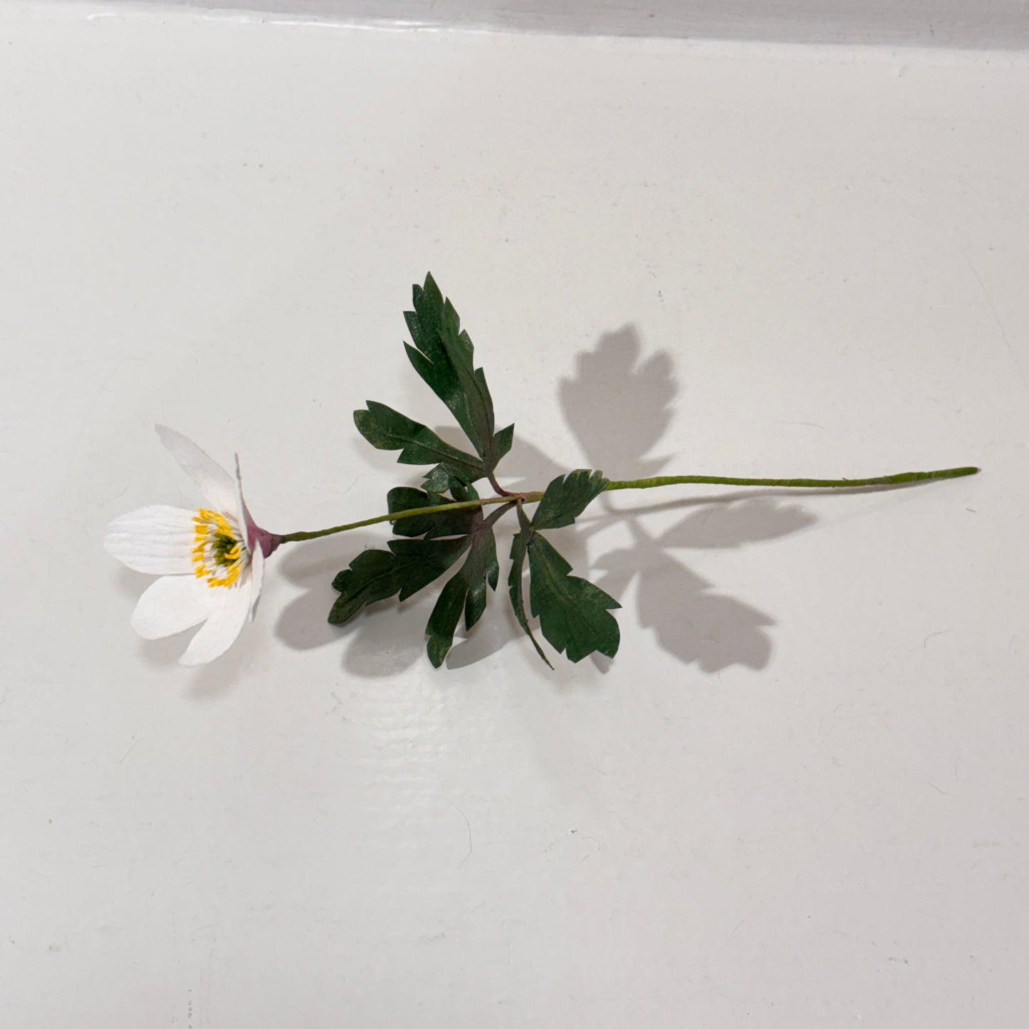 Bluelou Studio - Anemone