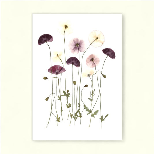 Blomsterpresseriet - Valmuer fra Brede Havekiosk