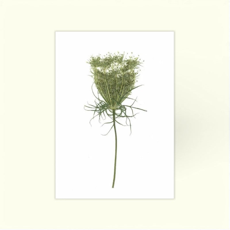 Blomsterpresseriet - Vild Gulrod