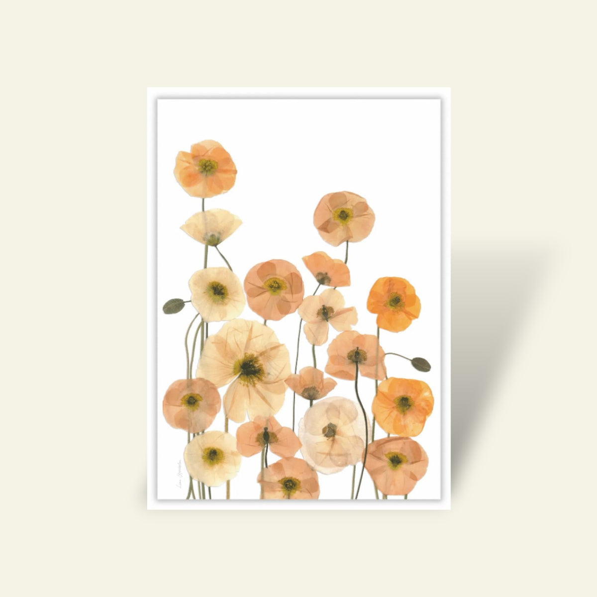 Blomsterpresseriet - Sibiriske Valmuer hvid baggrund