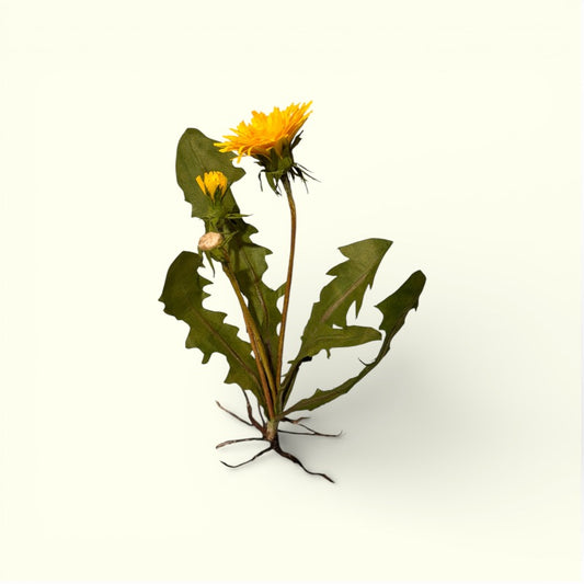 Bluelou Studio - Mælkebøtte med rod