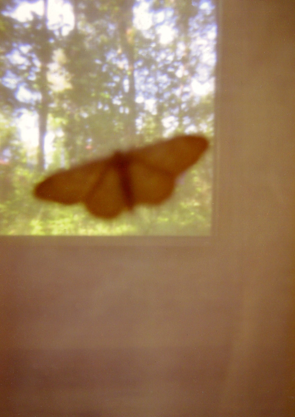 Kirstine Falk - Natsværmer 2