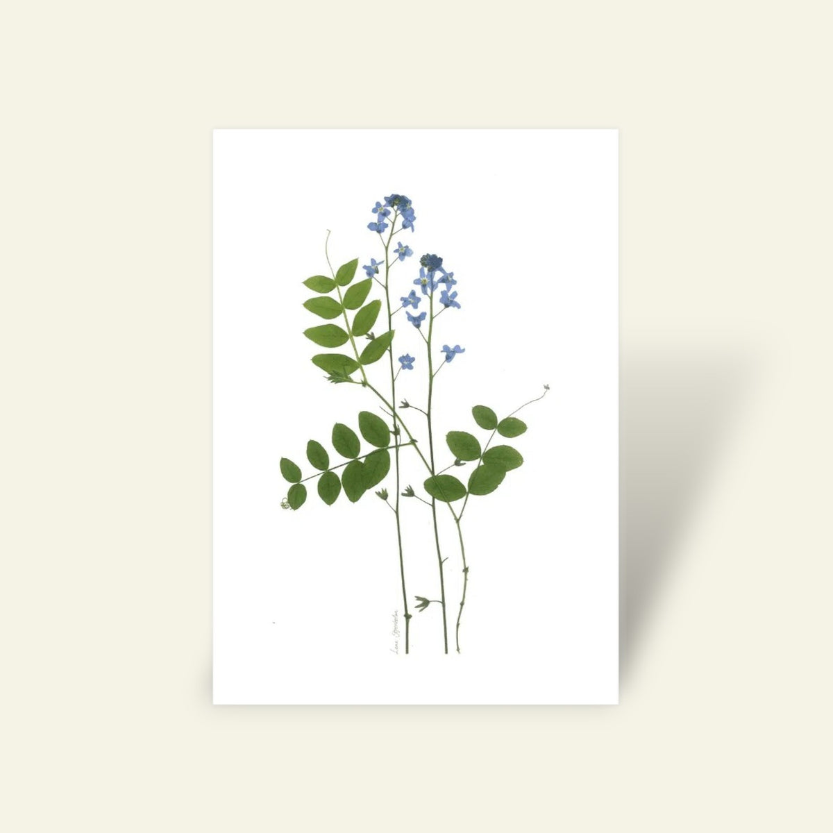 Blomsterpresseriet - For Glem Mig Ej