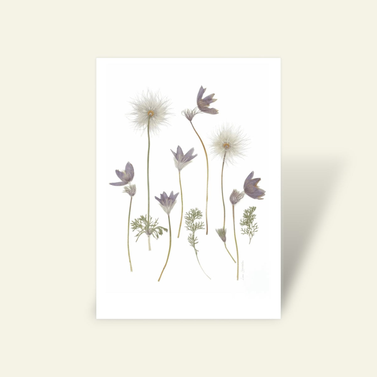Blomsterpresseriet - Kobjælder
