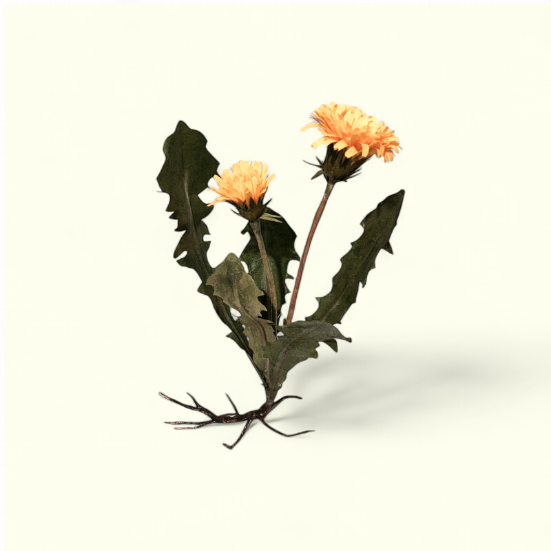 Bluelou Studio - Mælkebøtte med rod