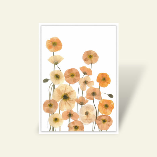 Blomsterpresseriet - Sibiriske Valmuer hvid baggrund