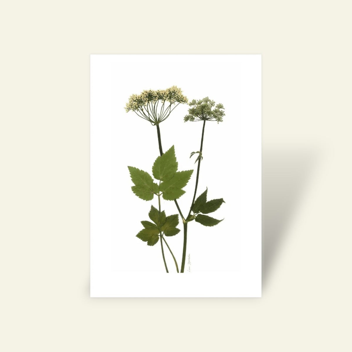 Blomsterpresseriet - Skvalderkål