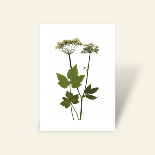 Blomsterpresseriet - Skvalderkål