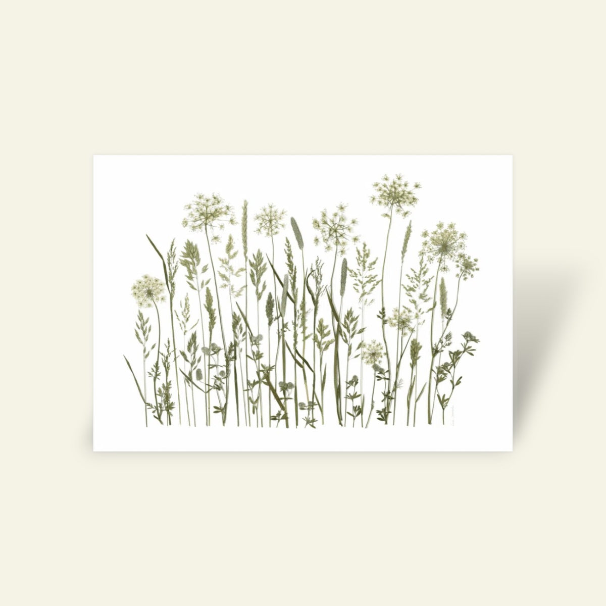 Blomsterpresseriet - Sommer Grøftekant