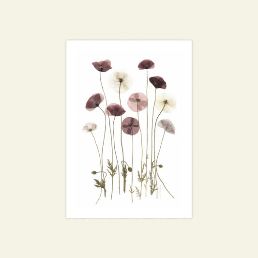 Blomsterpresseriet - Valmuer fra Brede Havekiosk