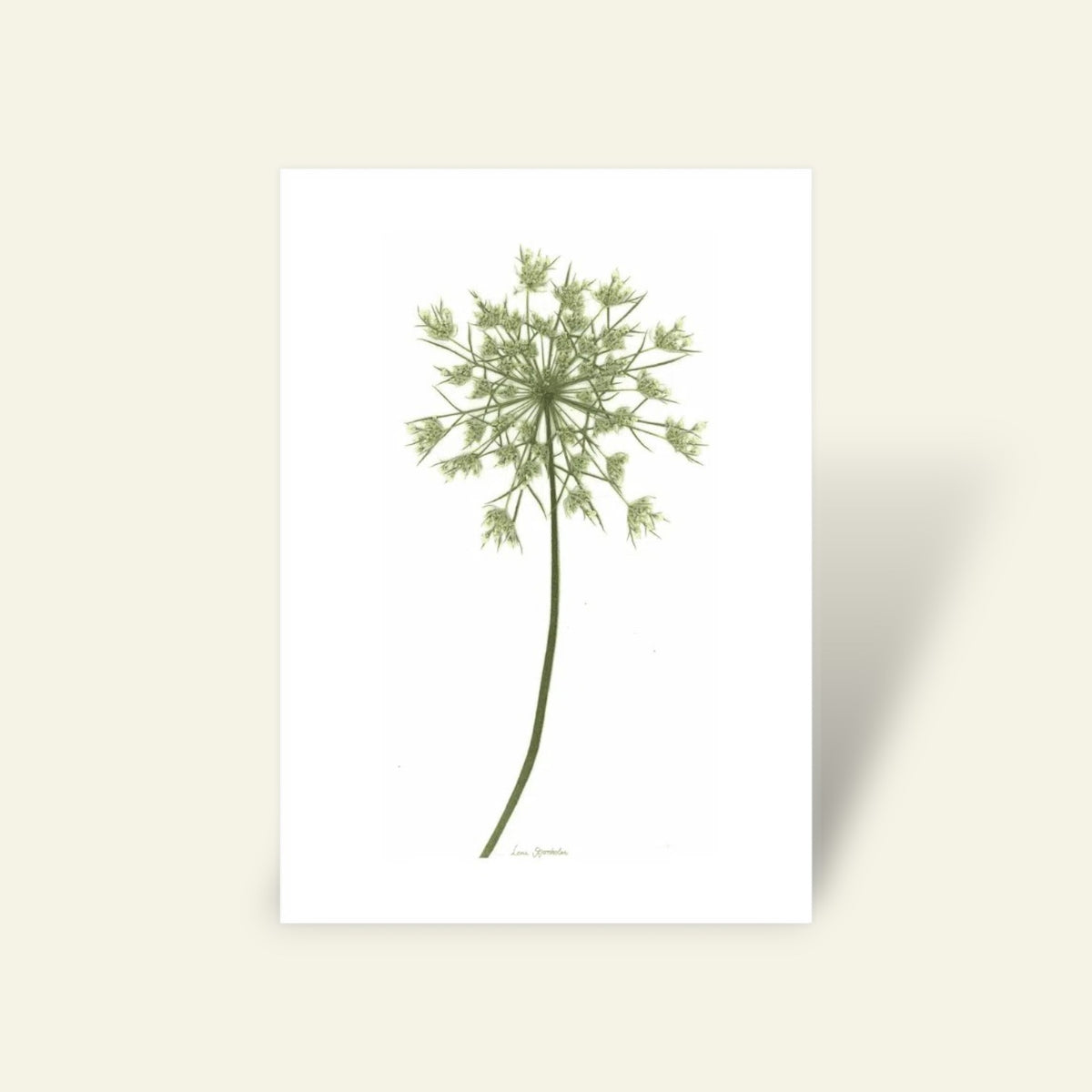 Blomsterpresseriet - Vild Gulerod Nr. 1