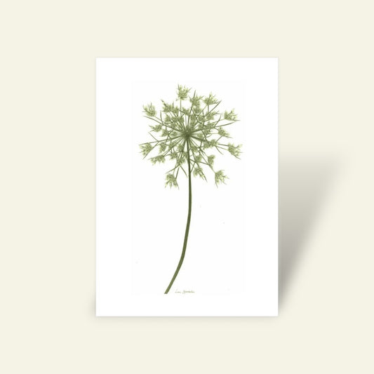Blomsterpresseriet - Vild Gulerod Nr. 1
