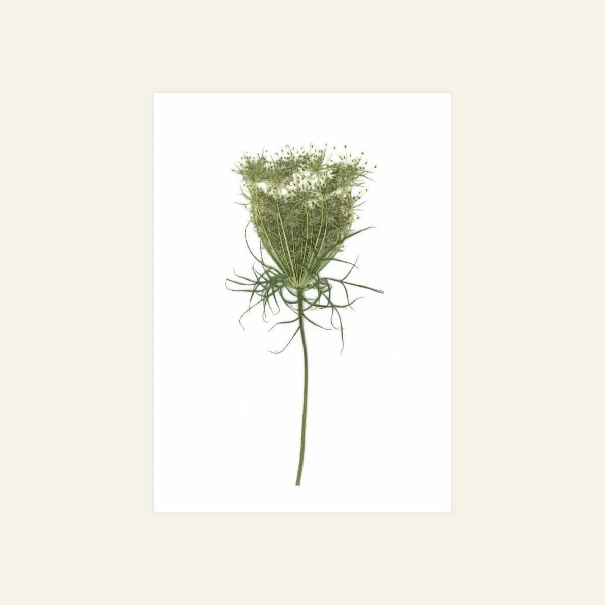 Blomsterpresseriet - Vild Gulrod