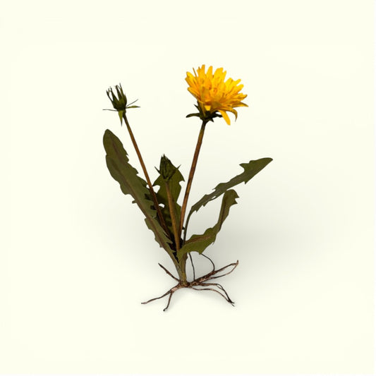 Bluelou Studio - Mælkebøtte med rod